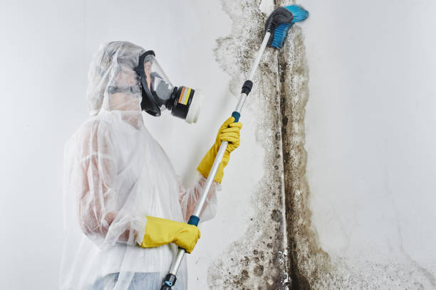 Mold Documentation for Insurance Claims in Cleveland, WI